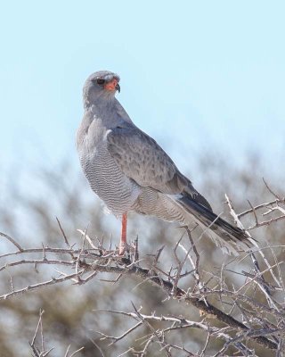 Southern Pale Chanting Goshawk