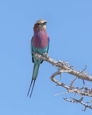 Lilac-breasted Roller