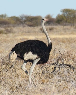 Common Ostrich