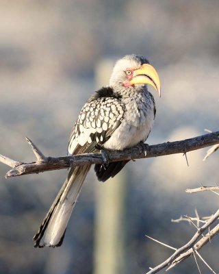 Southern Yellow-billed Hornbill