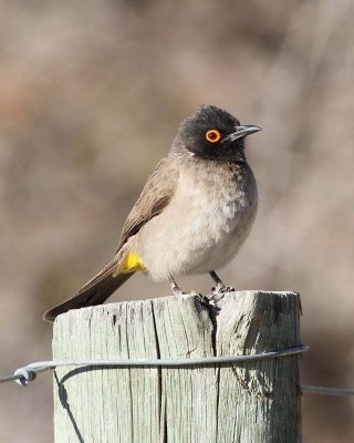 African Red-eyed Bulbul