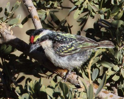 Acacia Pied Barbet