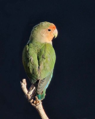 Rosy-faced Lovebird