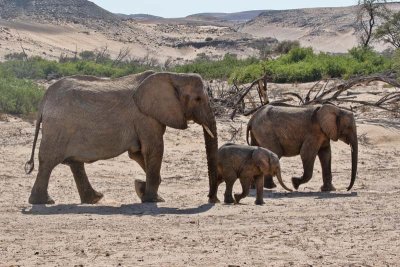 Desert Elephant