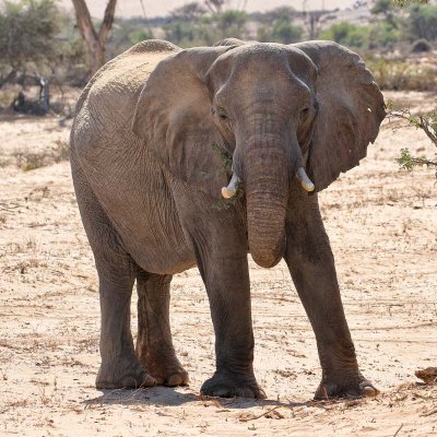 Desert Elephant