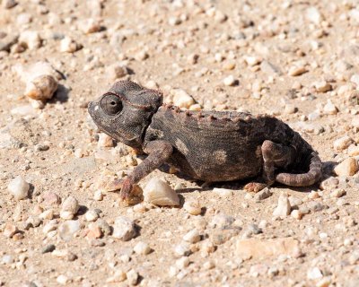 Namaqua Chameleon