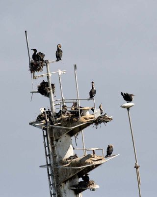White-breasted Cormorant