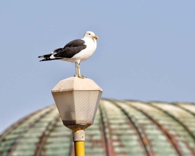 Cape Gull