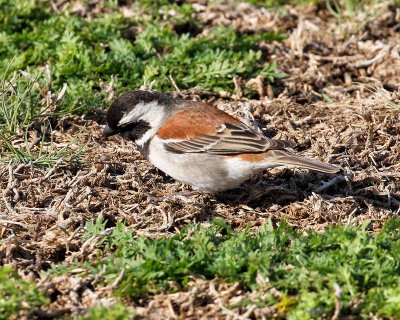 Cape Sparrow