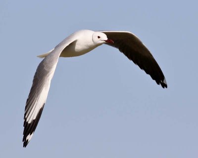 Hartlaub's Gull