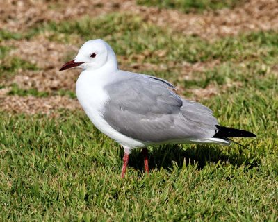 Hartlaub's Gull
