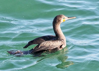 Cape Cormorant