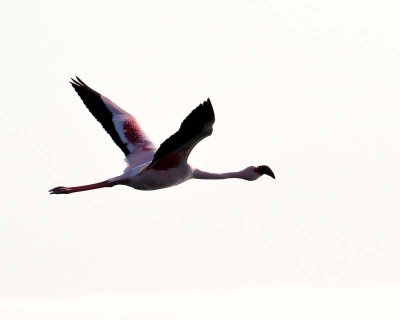 Flamingo in Flight