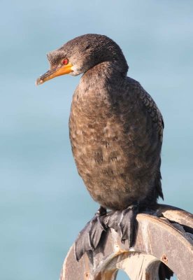 Crowned Cormorant