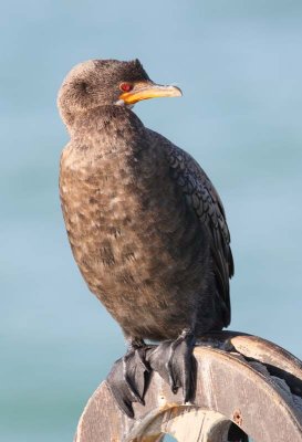 Crowned Cormorant