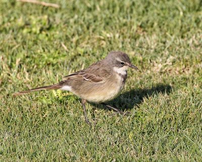 Cape Wagtail