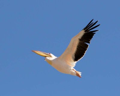 Great White Pelican