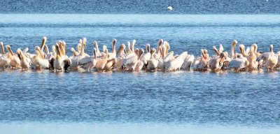 Great White Pelican