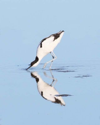 Pied Avocet