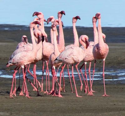 Lesser Flamingo