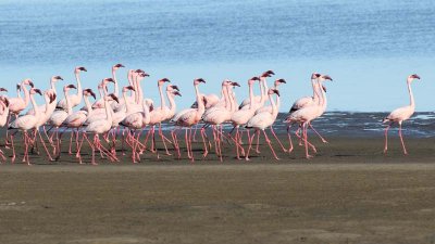 Lesser Flamingo