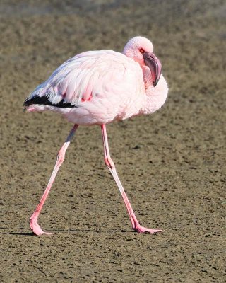 Lesser Flamingo