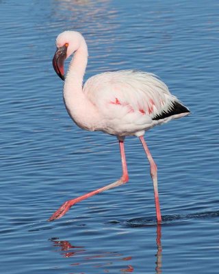 Lesser Flamingo