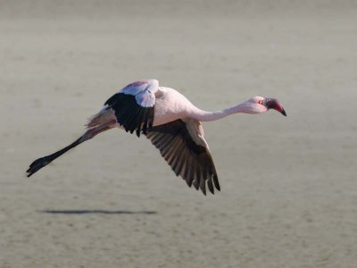 Lesser Flamingo