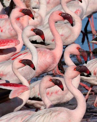 Lesser Flamingo