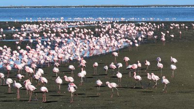 Lesser Flamingo