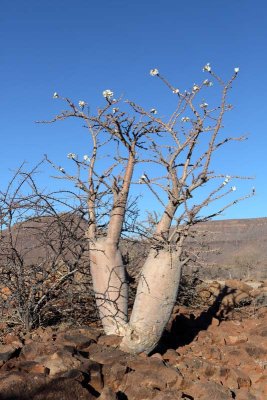 Bottle Tree