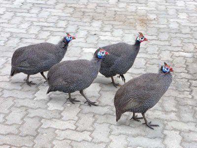 Helmeted Guineafowl