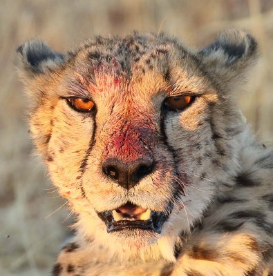 Cheetah