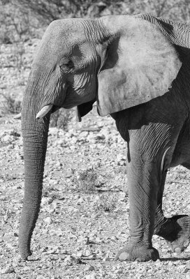 Elephant. Etosha National Park.
