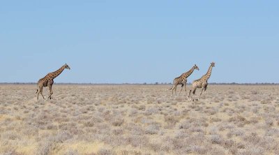 Giraffes. Etosha National Park.