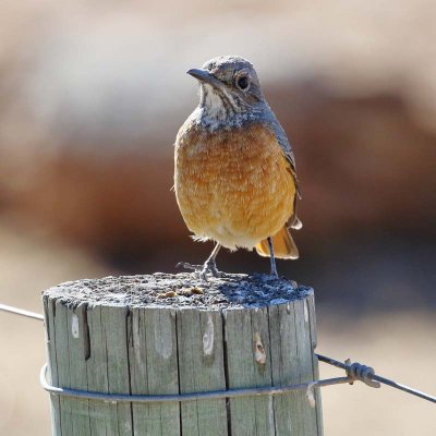 Short-toed Rock Thrush