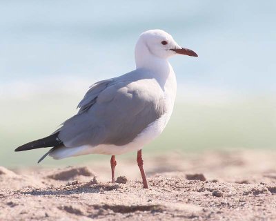 Hartlaub's Gull