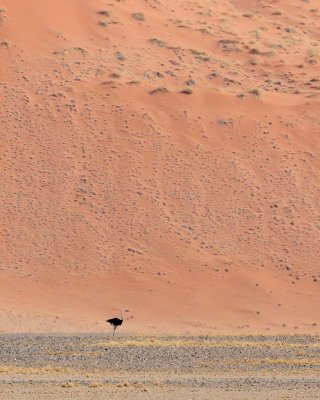 Sossusvlei Dunes
