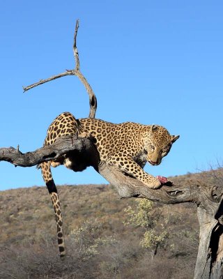 Leopard