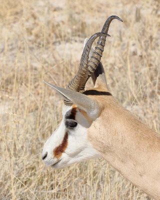 Springbok