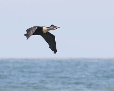 White-breasted Cormorant