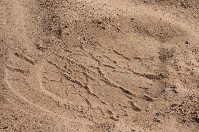 Desert Elephant Footprint