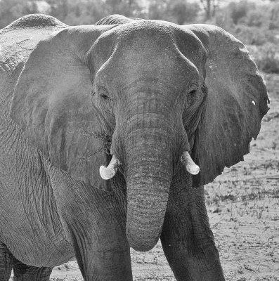 Desert Elephant