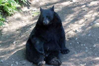 Black Bear - Alaska Zoo