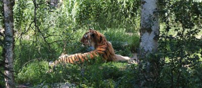 Amur Tiger - Alaska Zoo