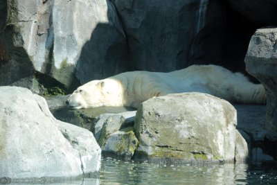 Polar Bear - Alaska Zoo