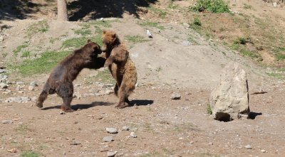Brown Bear - Alaska Zoo