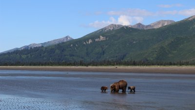 Lake Clark NP - Bear and her cubs on tidal flats hunting clams