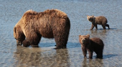 Grizzly and her Cubs at Lake Clark NP