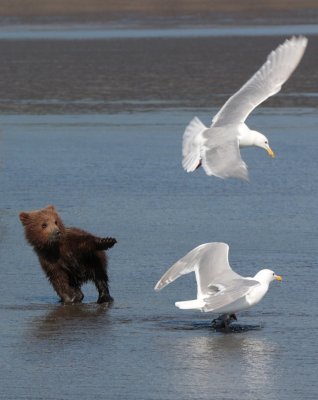 Grizzly Cub Swatting at Seagull